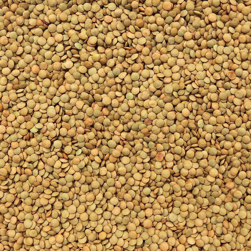 ORGANIC LENTILS, Green (Laird)